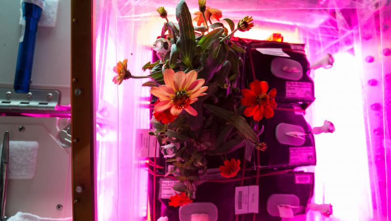 Foto de colecţie! S-a arătat primul BOBOC în SPAŢIU! Cum a fost crescută prima floare la 350 de kilometri de Pământ