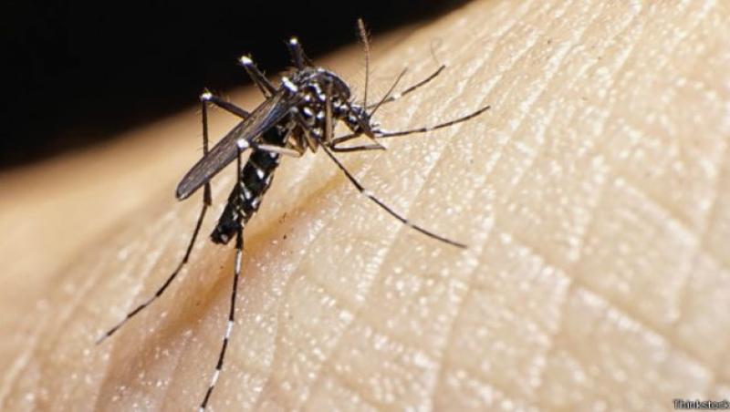 Zika a făcut peste 11.000 de victime în Africa! Un vaccin împotriva virusului ar putea fi disponibil peste un an
