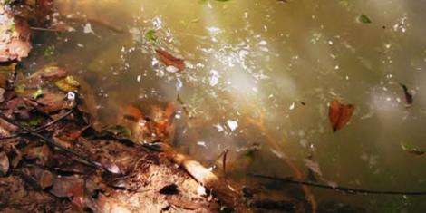 VIDEO: A împins un anaconda gigant cu un băţ, iar inima i-a stat în loc pentru câteva secunde! Ce s-a întâmplat