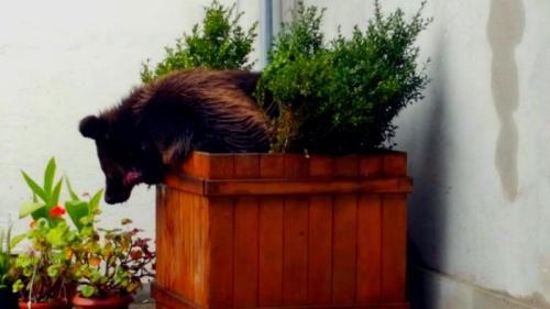 Uciderea puiului de urs din Sibiu a &icirc;mpărțit Rom&acirc;nia &icirc;n două: era periculos sau a pierit nevinovat? Marian Godină a reacționat imediat!