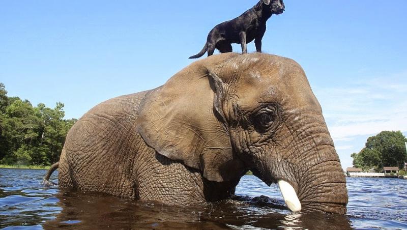 Un om risca să moară înecat, purtat de curent. Un elefant aflat pe margine a reacţionat imediat! Vezi clipul care a impresionat întreaga lume!
