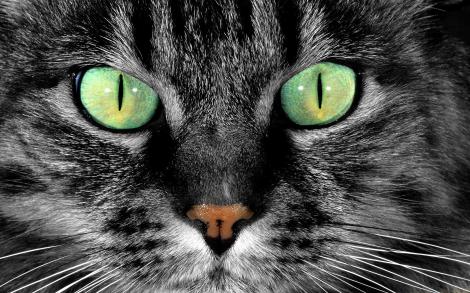 Iubitorule de feline, tu ştiai? Iată de ce au pisicile pupilele verticale. Explicaţia este uimitoare