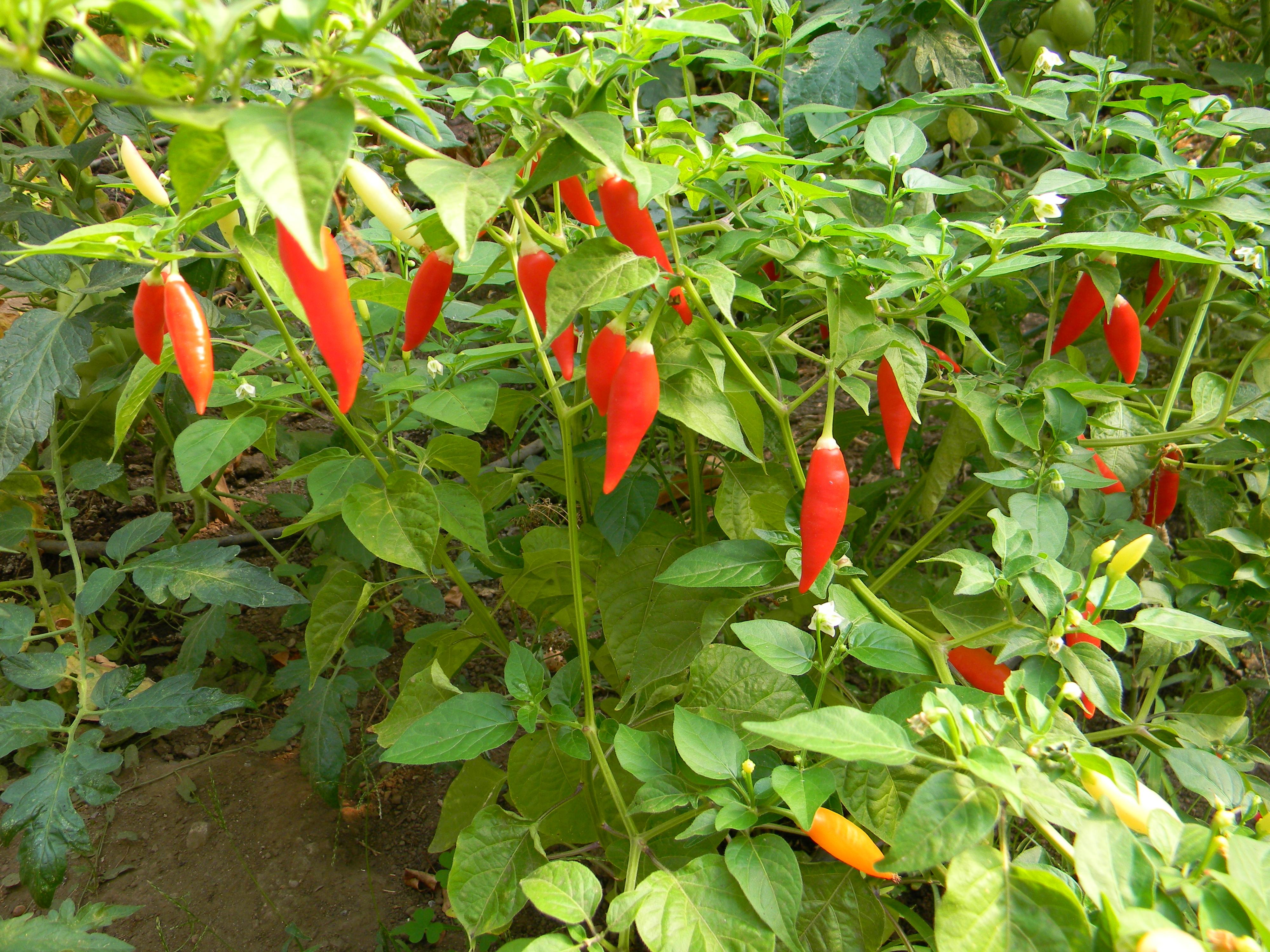 Rușii nu &icirc;ncetează să uimească! Vom consuma ardei cultivat pe Stația Spațială Internațională. Băieții s-au apucat de treabă!