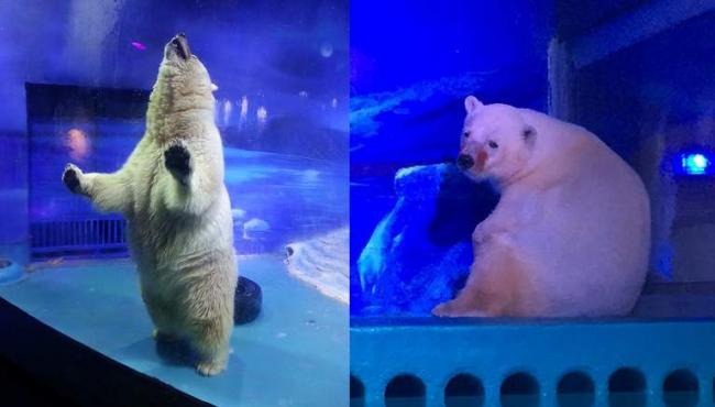 Cel mai trist urs din lume are milioane de susţinători. Oameni din &icirc;ntreaga lume cer eliberarea lui Pizza