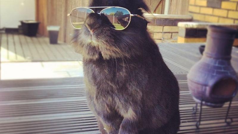 Un bărbat și-a pozat iepurele cu ochelari! În câteva minute, tot internetul a explodat, iar animalul a făcut senzație! Motivul?