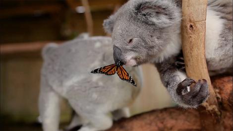 VIRAL de peste trei milioane de vizualizări într-o singură zi! Ce face un urs koala atunci când un fluture multicolor i se așază pe nas
