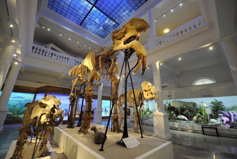 Porți numele unui animal? Ai intrarea gratuită la Muzeul Antipa