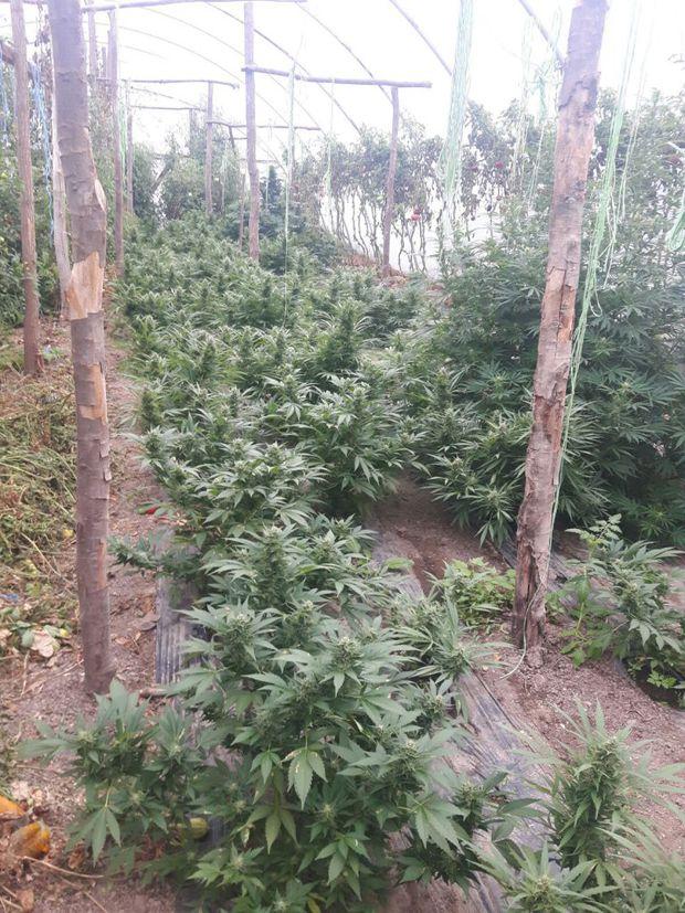 DIICOT &icirc;n acțiune. Cultură de canabis printre răsaduri de roșii!