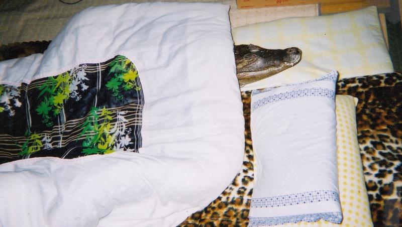 GALERIE FOTO. De 34 de ani doarme cu un crocodil în pat. Îl scoate la plimbare, îl spală pe dinți. ”Soția nu-l suportă, de aceea stau mai mult cu el!”