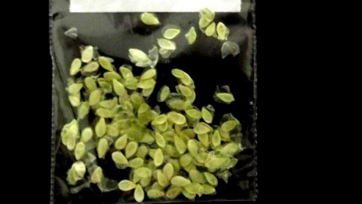 Ca-n &bdquo;Jake și vrejul de fasole&rdquo;. Un mexican este singurul om al planetei care nu a cules ce a semănat!