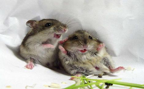 Știai că... șoarecii se gâdilă atunci când sunt bine dispuși? Nu este nicio glumă