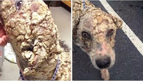 Au găsit pe stradă un câine cu blana plină de "solzi" şi li s-a făcut milă de el. Cum arată patrupedul după ce a fost tuns şi spălat