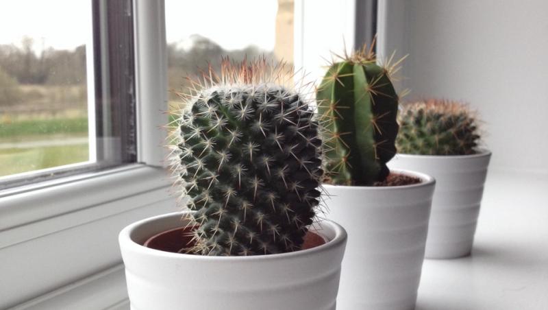 Ce se întâmplă dacă dormi în cameră cu un cactus! Trebuie neapărat să știi asta!