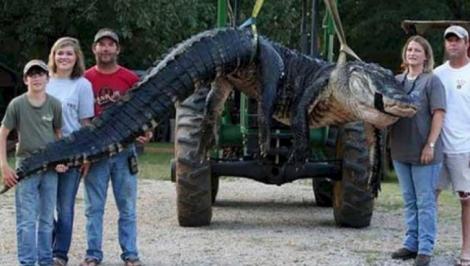 Foto. Au capturat cel mai mare aligator, dar, când l-au despicat, au încremenit.   Ce se afla în uriaşa reptilă