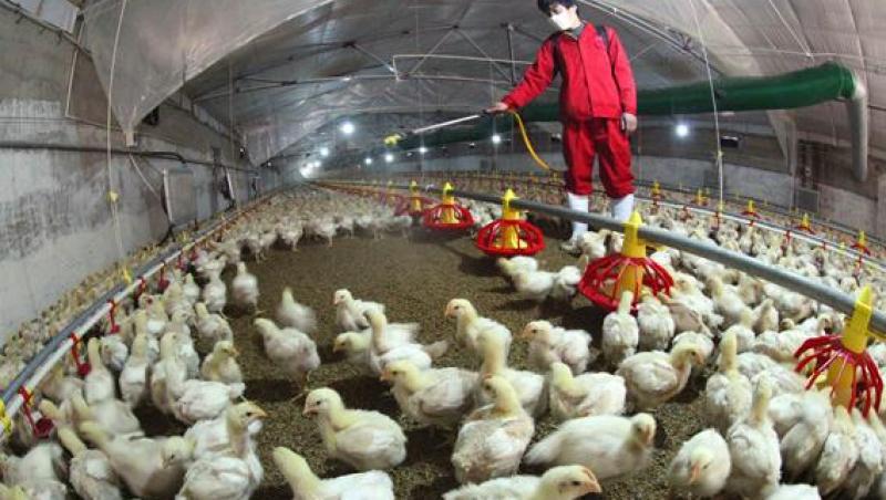 Alertă la granița cu România! Gripa aviară a pus autoritățile pe jar! Ce spun specialiștii