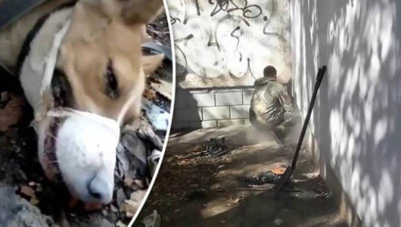 Ai puterea să nu plângi? Un cățeluș salvat după ce şi-a petrecut ultimii trei ani între doi pereţi. Acum, se teme de spaţiile deschise