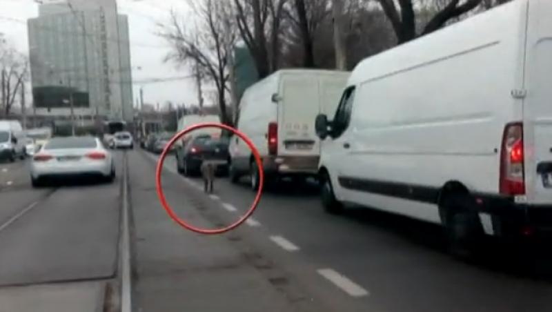 Un ponei a făcut haos în București! Animalul a atras atenția tuturor! Imagini desprinse parcă din filme! (VIDEO)