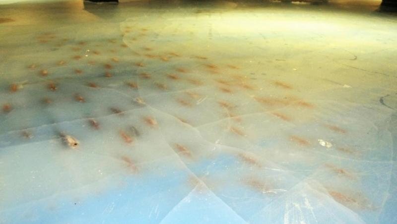 Imagini SINISTRE, la un patinoar! Oamenii patinau peste mii de pești morți. 