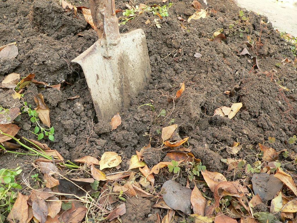 Un botoșănean era să leșine &icirc;n livada din spatele casei! Ce a descoperit &icirc;n păm&acirc;nt l-a lăsat fără cuvinte!