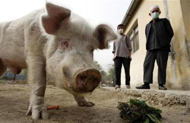 Ei &icirc;i văd doar la grădina zoologică. Faceţi cunoştinţă cu SINGURUL PORC din Afganistan! Familia rozaliului a fost &ldquo;decimată&rdquo; de ursul brun de la zoo dintr-o "eroare umană"