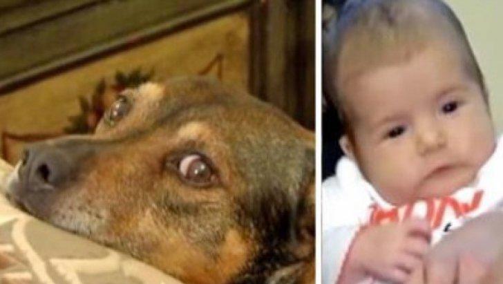 C&acirc;inele erou. Cum a reușit un patruped să salveze un copil de la moarte!