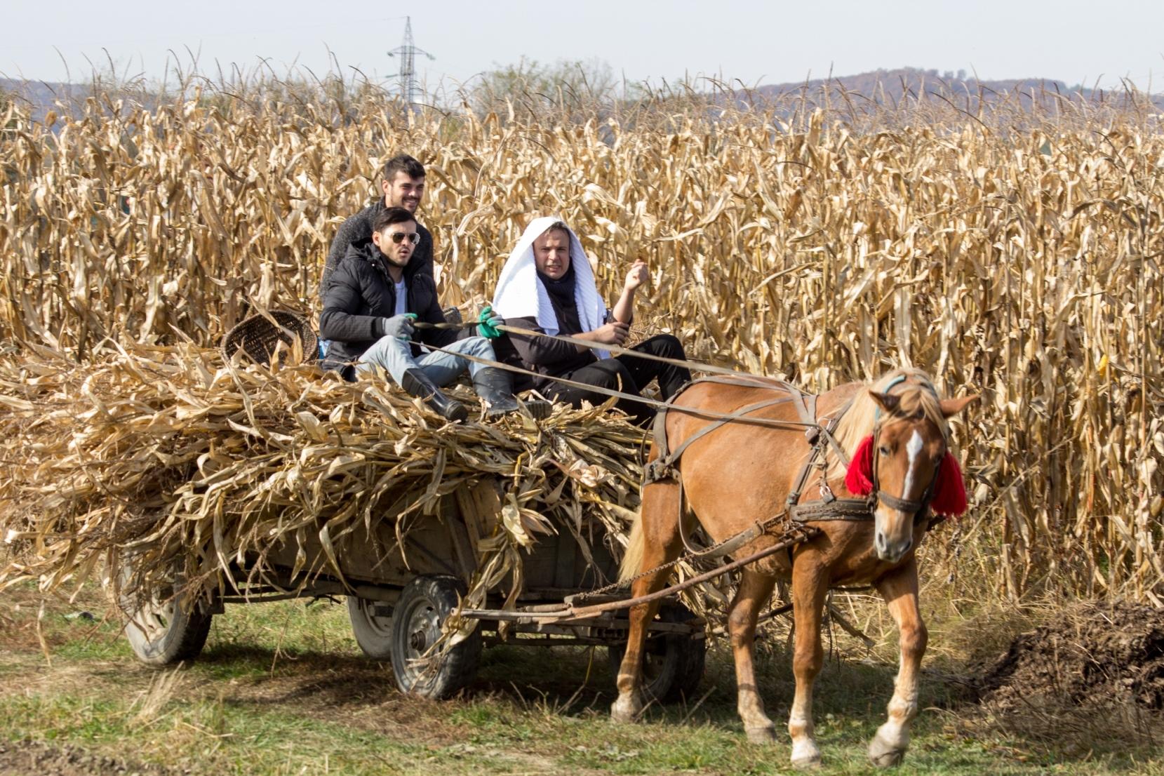 La tractor, Măria Sa, Liviu V&acirc;rciu! Oana Roman, foc și pară : &rdquo;Nu avem o cămașă de forță? Că are probleme săracul&rdquo;