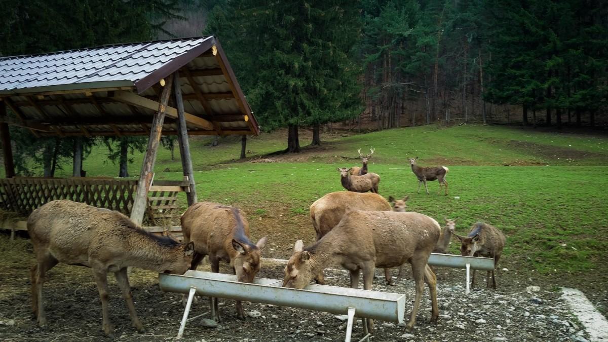 Rezervația de cerbi, o minune a naturii de pe Valea Avrigului! Vedetele au hrănit căprioare.  ”Cerbul ar fi putut să ne ia pe toți în coarne!”