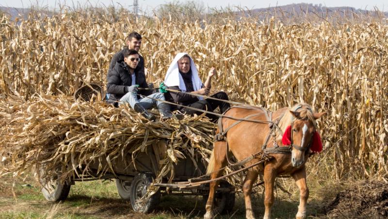 Ce n-a văzut Avriguuuul! Băieții, nu la vânătoare de căprioare, ci de purceluși de lapteeeeeeeeeeee! Fetele: „Hai, măi, nu dovedim noi un bal?”