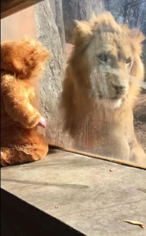 Ce a făcut un leu, atunci când a văzut un bebeluș deghizat în felină! Imaginile îți taie răsuflarea! Ai curaj să privești? (VIDEO)