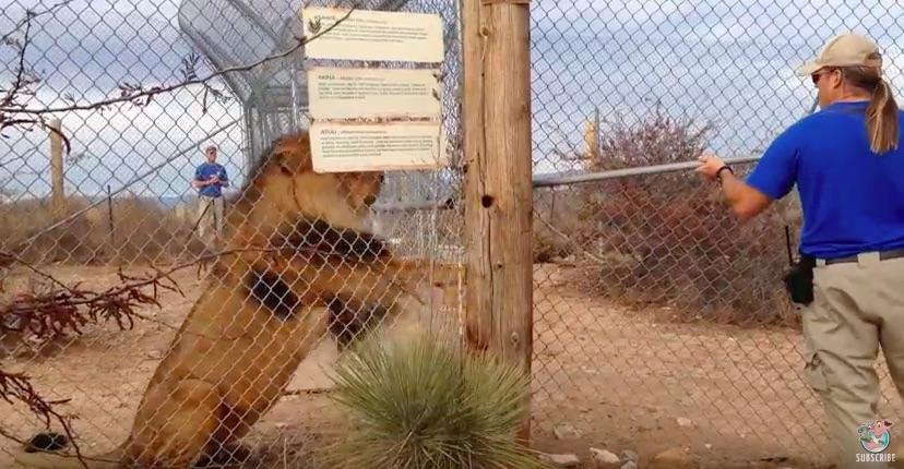 VIDEO: Momentul &icirc;n care un LEU &icirc;și pierde răbdarea cu un &icirc;ngrijitor! Vizitatorii au &icirc;ncremenit de FRICĂ