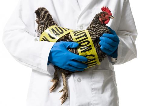 Gripă aviară face din nou victime! Nivel maxim de alertă în Coreea de Sud