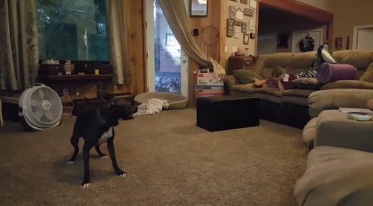 Un câine se transformă total și face spectacol de zile mari, chiar în sufrageria stăpânilor! Mori de râs! (VIDEO)