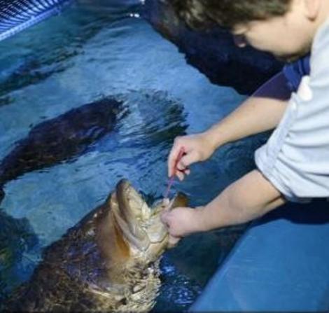 VIRAL! Glumă? Nici pomeneală! Prietenos din fire, un pește își lasă îngrijitorul să-l spele pe dinți: ”N-am mai întâlnit așa ceva!”