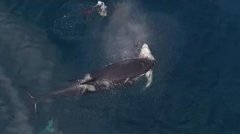 Imagini extrem de rare, surprinse cu o dronă! O orcă mănâncă un rechin (VIDEO)