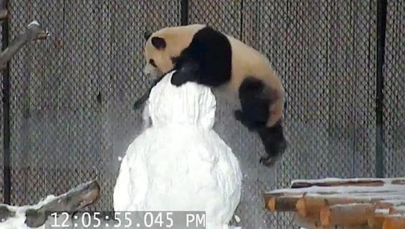 VIRAL de iarnă adorabil! Ce face un urs panda când îngrijitorii de la Zoo îi aduc în țarc un... om de zăpadă