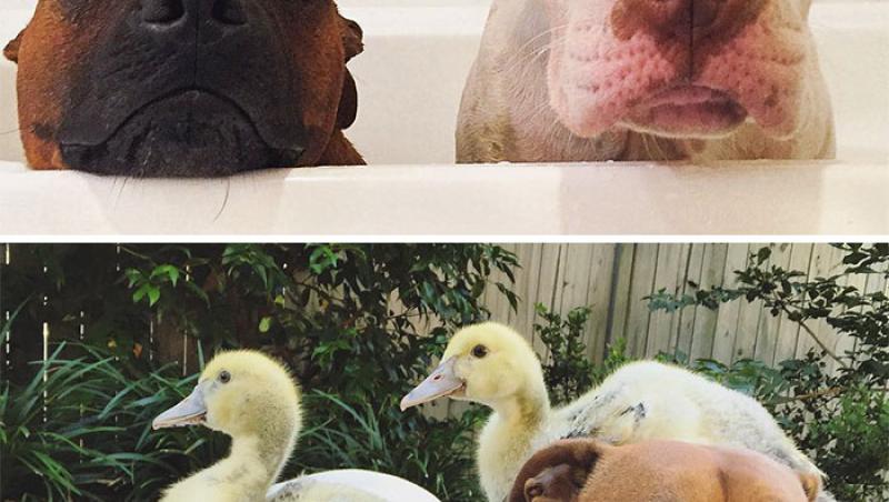 Înainte și după. 10 fotografii înduioșătoare, care dovedesc prietenia necondiționată dintre animale. Au crescut împreună și sunt de nedespărțit. Atââât de simpatice!
