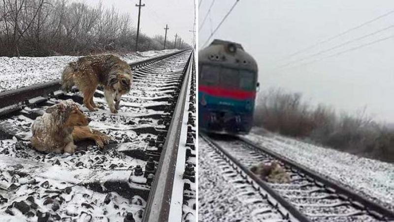 FOTO: Povestea finalului de an: unul dintre câini este rănit, al doilea vine să-l ajute! Ce se întâmplă când vine trenul