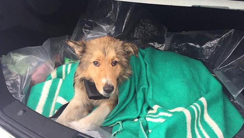FOTO: Povestea finalului de an: unul dintre câini este rănit, al doilea vine să-l ajute! Ce se întâmplă când vine trenul
