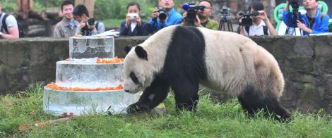A murit cel mai bătrân urs panda! Pan Pan, poreclit ”tatăl-erou”, s-a stins la 31 de ani