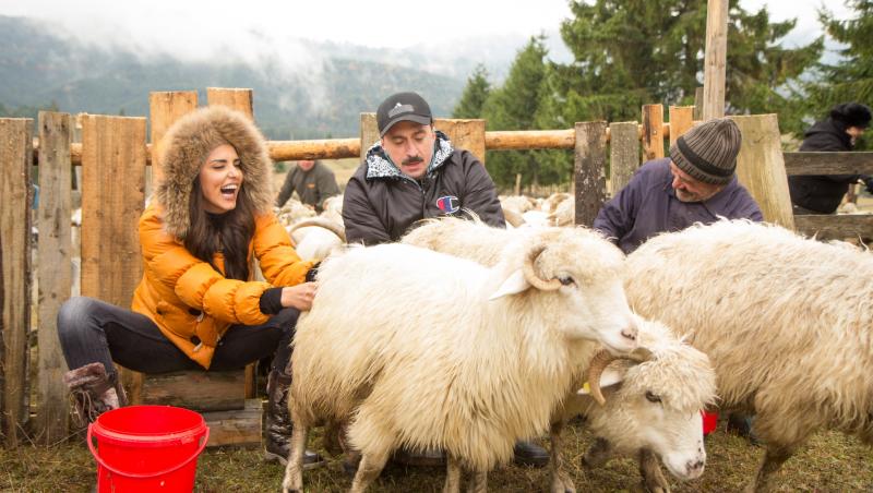 Lavinia Pârva și Romică Țociu au râs cu lacrimi la mulsul oilor