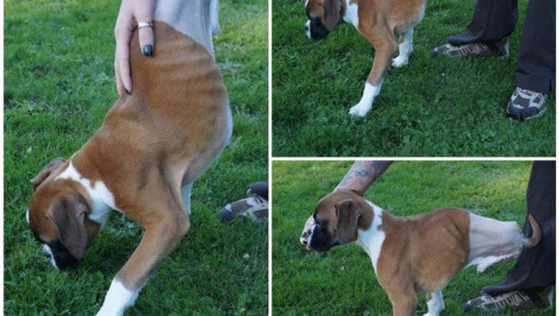 VIRAL. Acest câine ne oferă o adevărată lecție de viață! Are doar două picioare și o codiță energică, dar aleargă și se joacă fericit. Jumătate de trup îi atârnă, lipsit de echilibru