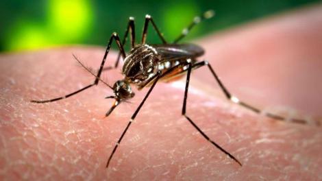 Alertă mondială. Virusil Zika a devenit urgență medicală globală