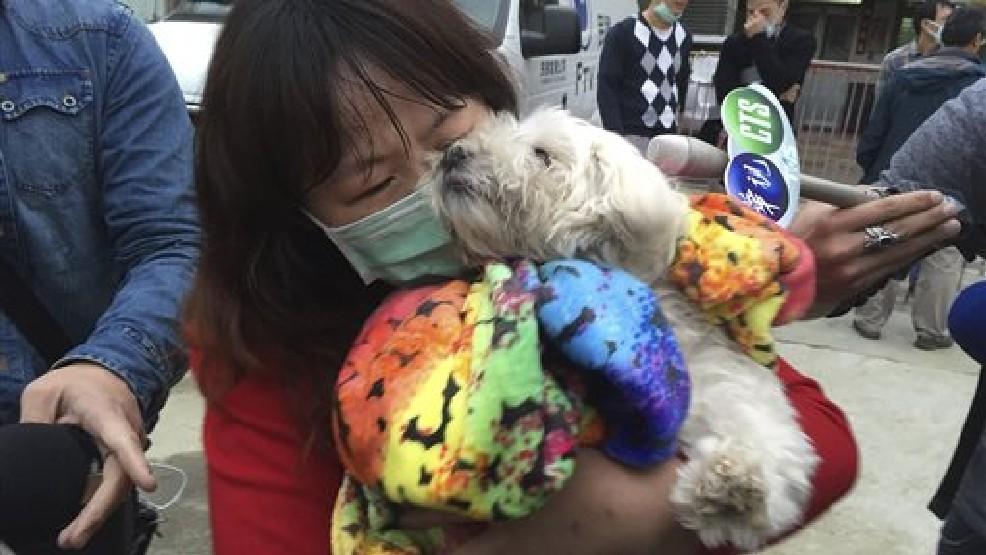 "Ham noroc"! Un c&acirc;ine a fost găsit &icirc;n viață &icirc;n Taiwan, sub dăr&acirc;mături, după 120 de ore de la cutremur