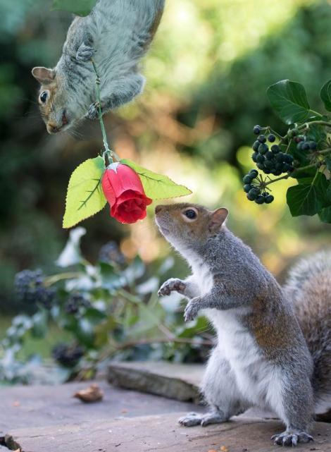 Un veverițoi își tratează iubita cu flori de Valentine 's Day! Te uiți și nu crezi ochilor că așa ceva e posibil!