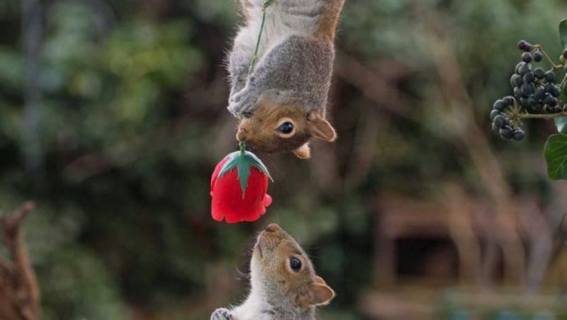 Chiar și veverițele sunt romantice