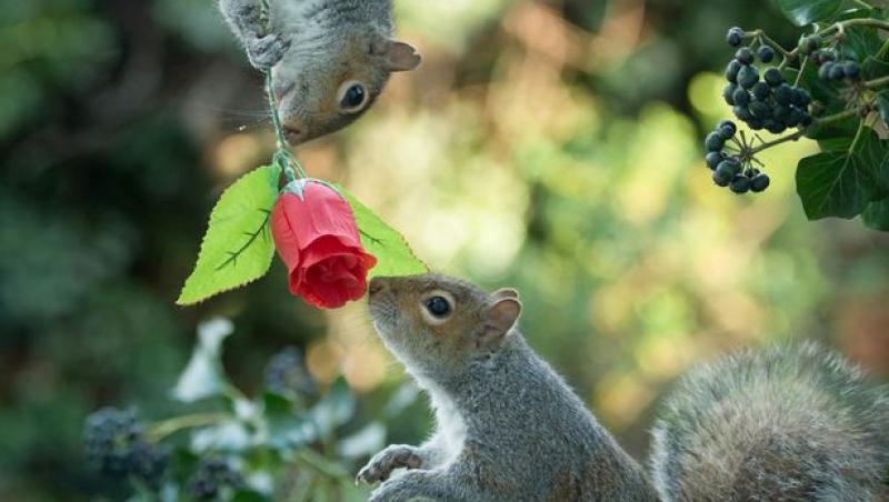Chiar și veverițele sunt romantice