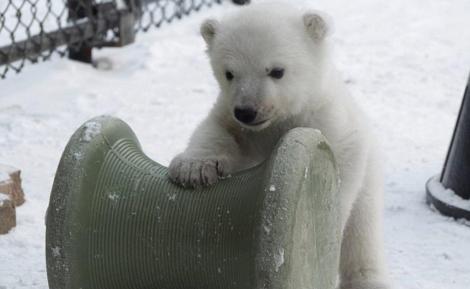 Ţi se topeşte inima! Un pui de urs polar este adorabil când vede pentru prima dată zăpada