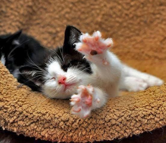 Ce &icirc;nseamnă c&acirc;nd pisica &icirc;și &icirc;nfige gheruțele &icirc;n tine? Răspunsul te va pune pe g&acirc;nduri!