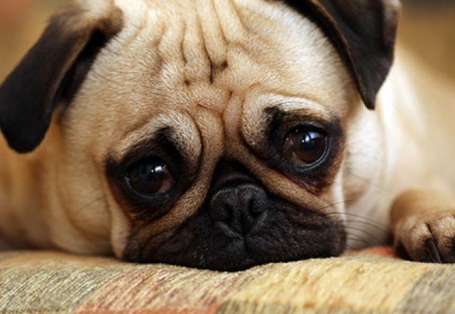 Pedepse grele pentru cei care vor chinui animalele &icirc;n viitor!