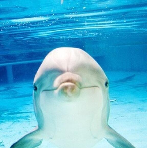 Un delfin dintr-o specie rară a murit după ce a fost ţinut de turişti prea mult timp pe plajă, pentru selfie-uri!